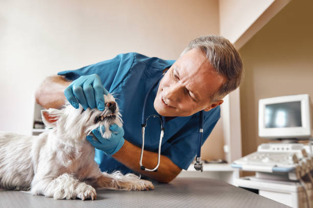 Best Same-Day Emergency Dental Services in Thatcher, AZ